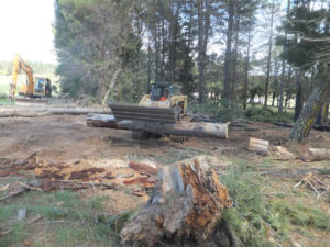 Land clearance Timber clearance Sutton NSW